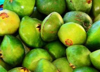 Caraguatatuba realiza Festival Gastronômico do Cambuci dia 30 de junho