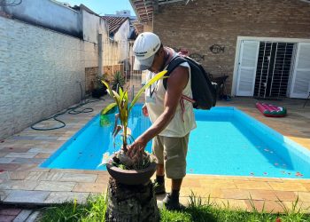 Caraguatatuba reduz índice de densidade larvária do mosquito Aedes aegypti e fica em estado de alerta