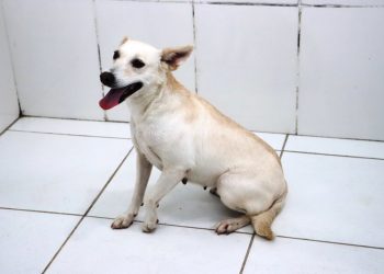 Sábado é dia de Feira de Adoção de Cães e Gatos no CCZ de Caraguatatuba