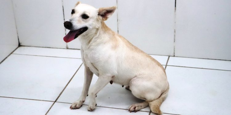 Sábado é dia de Feira de Adoção de Cães e Gatos no CCZ de Caraguatatuba