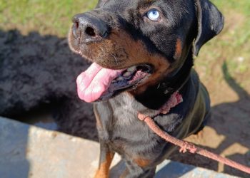 Mais de 140 pets estão em busca de um novo lar no CCZ de Bertioga