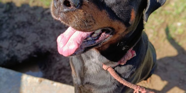 Mais de 140 pets estão em busca de um novo lar no CCZ de Bertioga