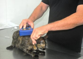 CCZ de Caraguatatuba abre agendamento para 200 vagas de castração de cães e gatos nesta sexta-feira