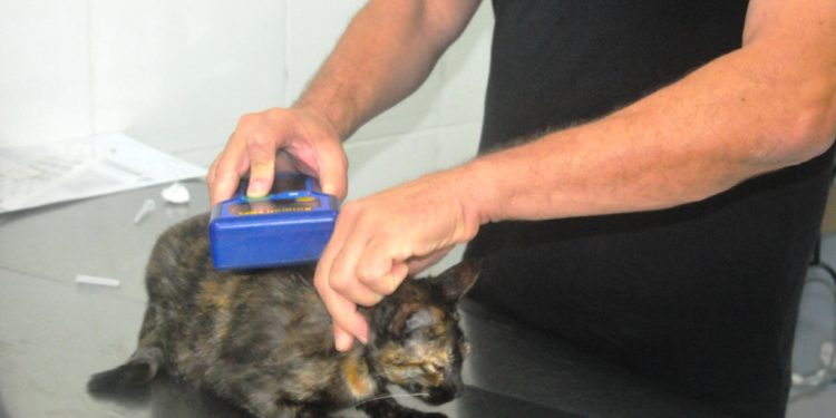 CCZ de Caraguatatuba abre agendamento para 200 vagas de castração de cães e gatos nesta sexta-feira