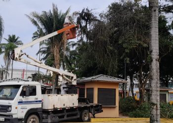 Defesa Civil e Sesep trabalham em retirada de abelhas na Praça Diógenes Ribeiro, centro de Caraguatatuba