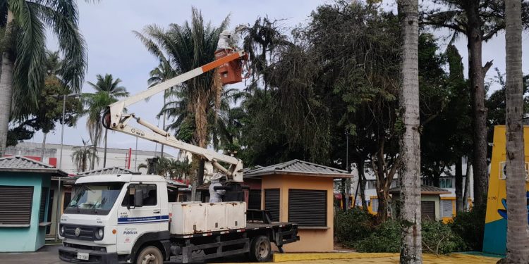 Defesa Civil e Sesep trabalham em retirada de abelhas na Praça Diógenes Ribeiro, centro de Caraguatatuba