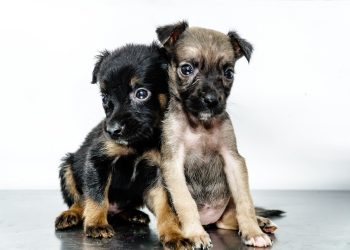 Não compre, adote! 150 pets estão em busca de um novo lar no CCZ de Bertioga