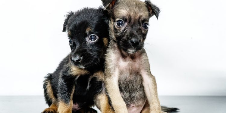 Não compre, adote! 150 pets estão em busca de um novo lar no CCZ de Bertioga