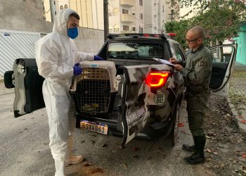 Prefeitura de Bertioga resgatou 93 animais em 1 ano com o Instituto Gremar