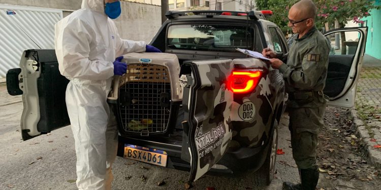 Prefeitura de Bertioga resgatou 93 animais em 1 ano com o Instituto Gremar