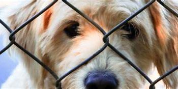Cerca de 40 animais estarão disponíveis para adoção neste sábado no CCZ de Caraguatatuba