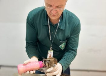 Bebê se perdeu da mãe e do irmão, encontrado morto, e foi atropelado em rodovia ao fugir do fogo; sube para 70 o número de atendimentos na rede de 26 centros organizada pelo governo do Estado 