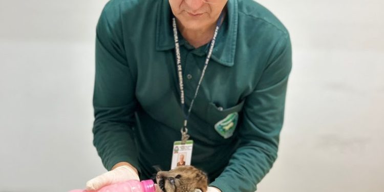 Bebê se perdeu da mãe e do irmão, encontrado morto, e foi atropelado em rodovia ao fugir do fogo; sube para 70 o número de atendimentos na rede de 26 centros organizada pelo governo do Estado 