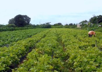 Editais do Incra oferecem 1.783 vagas para assentamento de famílias da reforma agrária