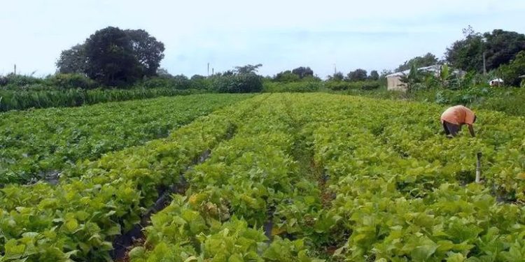 Editais do Incra oferecem 1.783 vagas para assentamento de famílias da reforma agrária