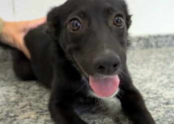 CCZ de Caraguatatuba abre agendamento para 350 vagas de castração de cães e gatos nesta sexta-feira