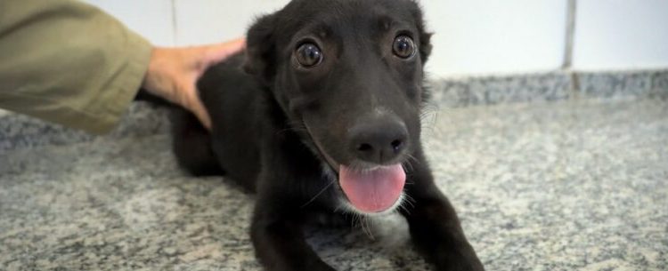 CCZ de Caraguatatuba abre agendamento para 350 vagas de castração de cães e gatos nesta sexta-feira