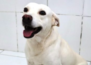CCZ de Caraguatatuba realiza Feira de Adoção de Cães e Gatos neste sábado