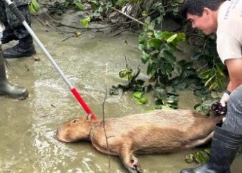 Centro de Controle de Zoonoses de Caraguatatuba resgata capivara ferida no Jardim Britânia
