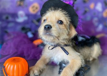 CCZ de Bertioga está com cerca de 140 pets disponíveis; saiba como adotar