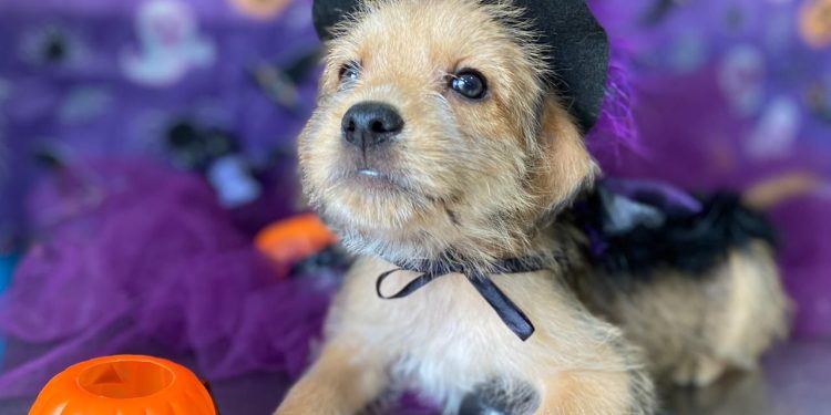 CCZ de Bertioga está com cerca de 140 pets disponíveis; saiba como adotar