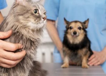 Prefeitura prepara adequações em edital para republicar novo chamamento para implantação do Hospital Veterinário