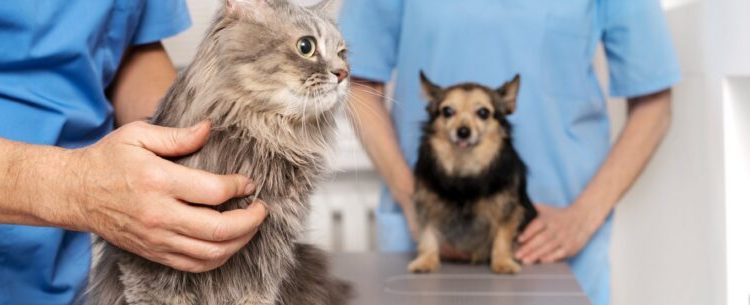 Prefeitura prepara adequações em edital para republicar novo chamamento para implantação do Hospital Veterinário