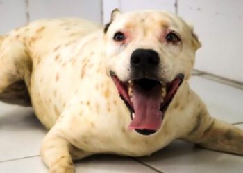 CCZ de Caraguatatuba encaminha 106 animais para adoção neste ano e 30 pets ainda aguardam um novo lar