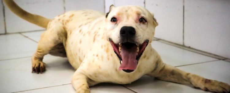 CCZ de Caraguatatuba encaminha 106 animais para adoção neste ano e 30 pets ainda aguardam um novo lar