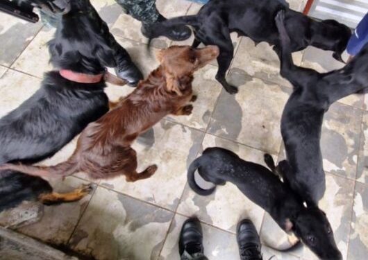 Polícia Ambiental e CCZ de Caraguatatuba aplicam R$ 165 mil em multas e recolhem 57 animais em situação de maus tratos