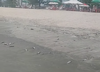 Quantidade de peixes mortos na orla de Caraguatatuba assusta moradores e veranistas