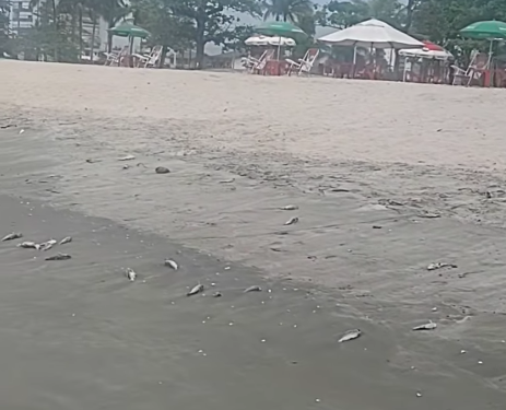 Quantidade de peixes mortos na orla de Caraguatatuba assusta moradores e veranistas