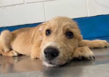 Não compre, adote! 135 pets do CCZ de Bertioga esperam por um novo lar