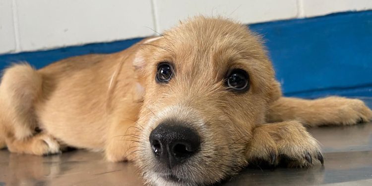 Não compre, adote! 135 pets do CCZ de Bertioga esperam por um novo lar