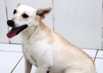 Prefeitura leva Feira de Adoção de Cães e Gatos para o Serramar Shopping neste sábado