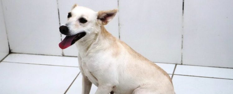 Prefeitura leva Feira de Adoção de Cães e Gatos para o Serramar Shopping neste sábado