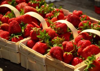 Festa do Morango chega em São José dos Campos com entrada gratuita a partir desta quinta