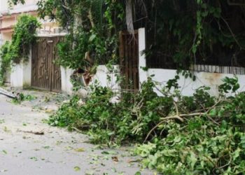 Defesa Civil de Caraguatatuba desobstrui rua interditada por galho de árvore