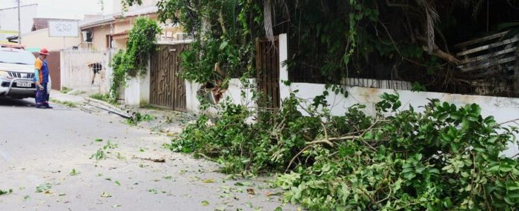 Defesa Civil de Caraguatatuba desobstrui rua interditada por galho de árvore