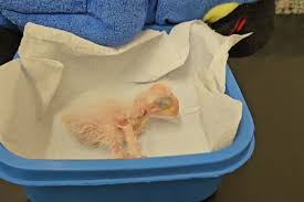 Nasce 1ª arara-azul-de-lear de 2025 na ‘maternidade’ dos animais ameaçados de extinção