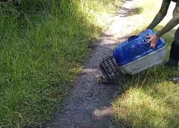 Saruês são resgatados pelo DOA em escola de Bertioga