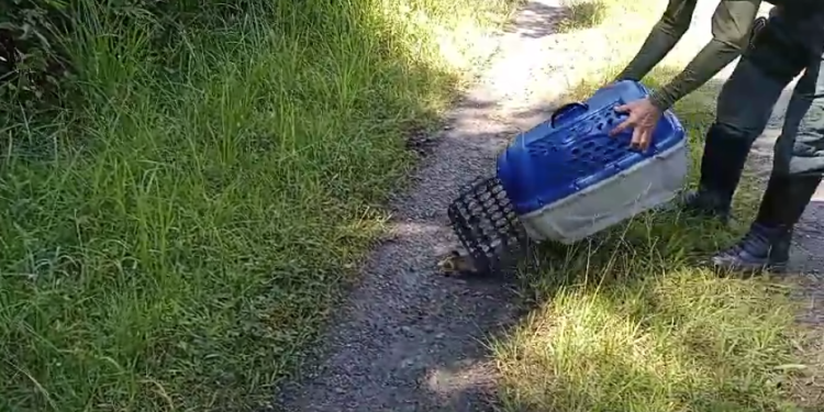 Saruês são resgatados pelo DOA em escola de Bertioga