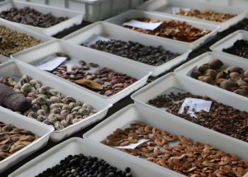 Governo de SP abre chamamento para coleta de sementes nas unidades de conservação