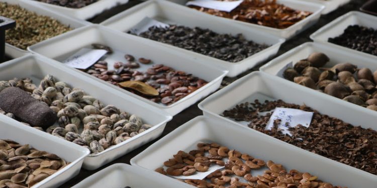 Governo de SP abre chamamento para coleta de sementes nas unidades de conservação