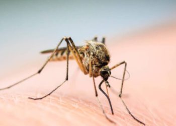 Caraguatatuba registra alto índice de infestação do mosquito transmissor da dengue e reforça cuidados