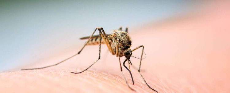 Governo Municipal de Caraguatatuba divulga atualização sobre dengue e reforça orientações