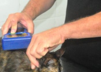 CCZ de Caraguatatuba abre agendamento para 300 vagas de castração de cães e gatos na próxima terça-feira