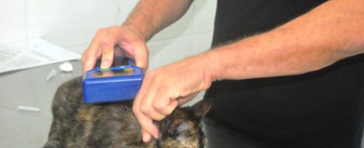CCZ de Caraguatatuba abre agendamento para 300 vagas de castração de cães e gatos na próxima terça-feira