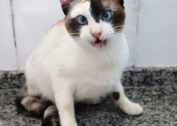 Governo Municipal realiza Feira de Adoção de cães e gatos neste sábado no CCZ de Caraguatatuba