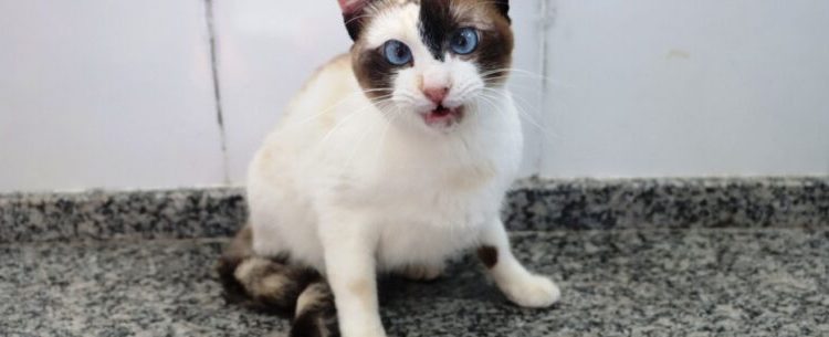 Governo Municipal realiza Feira de Adoção de cães e gatos neste sábado no CCZ de Caraguatatuba